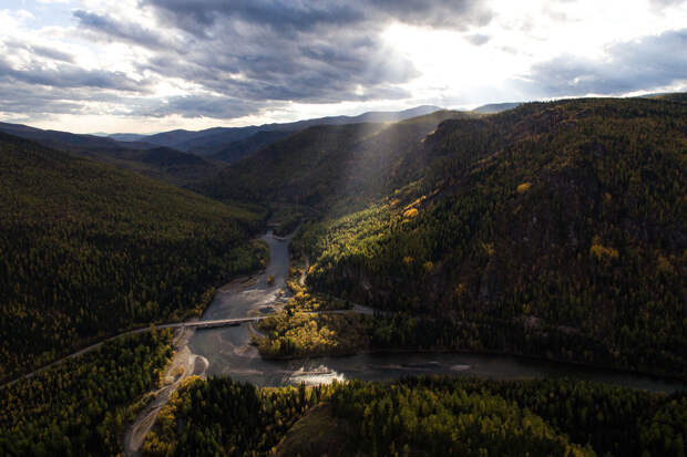 КНЦ СО РАН: сибирская ель поможет в создании антикоагулянтных препаратов