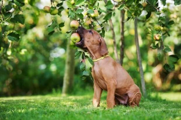 Погрызть морковку или яблоко для собаки станет полезным и вкусным удовольствием. © authenticapets  📷 