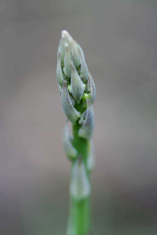 Спаржа (Asparagus)