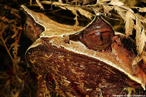 Портреты животных