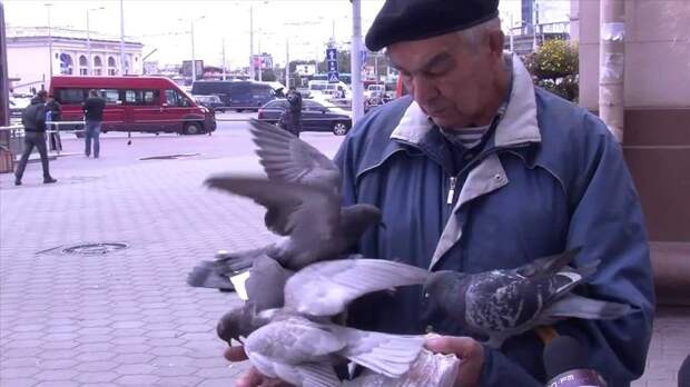 Стая голубей заклевала беззащитного пенсионера. животные, нападения, не для слабонервных, человек