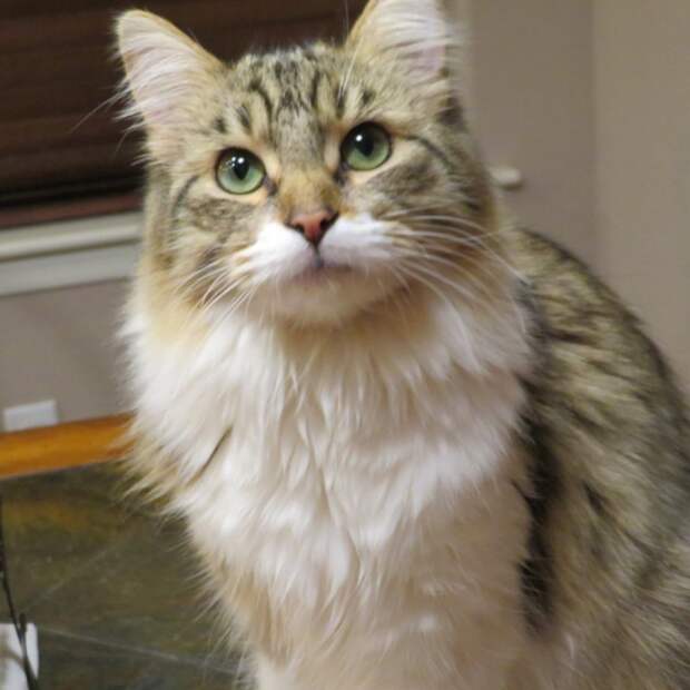 http://goodnewsanimal.ru/_nw/70/s43101731.jpg