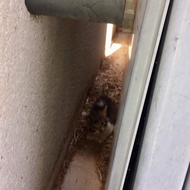 http://goodnewsanimal.ru/_nw/70/s77185743.jpg
