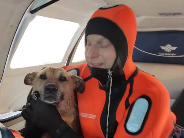 Спасатели не дали бездомной собаке утонуть в канале имени Москвы