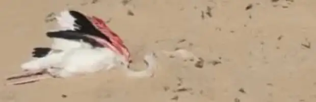 Гибель фламинго в песках Мангистау: специалисты проведут экспертизу