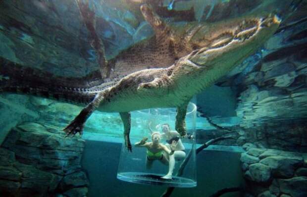 Экстремальный аттракцион Crocosaurus Cove в Австралии