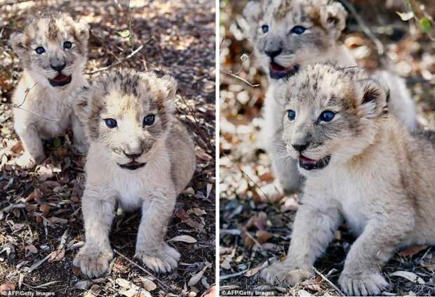 В Южной Африке родились первые в мире львята "из пробирки"