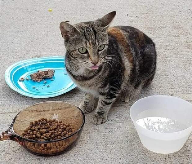 Кошка и еда