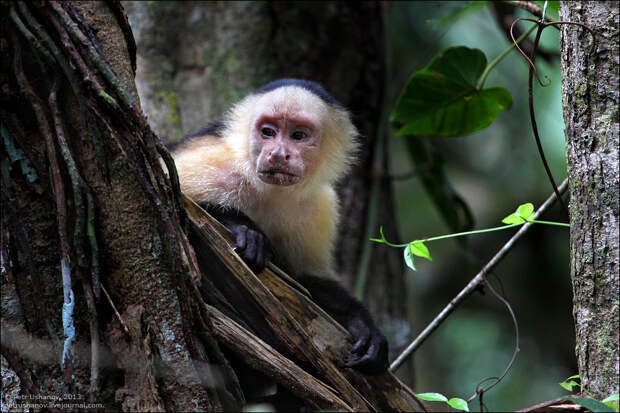 Животные Коста-Рики