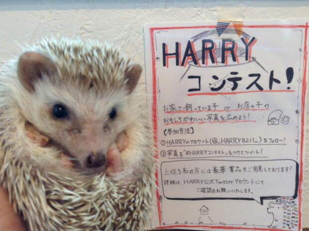 Harry - кафе в Токио, где можно провести время с ежами