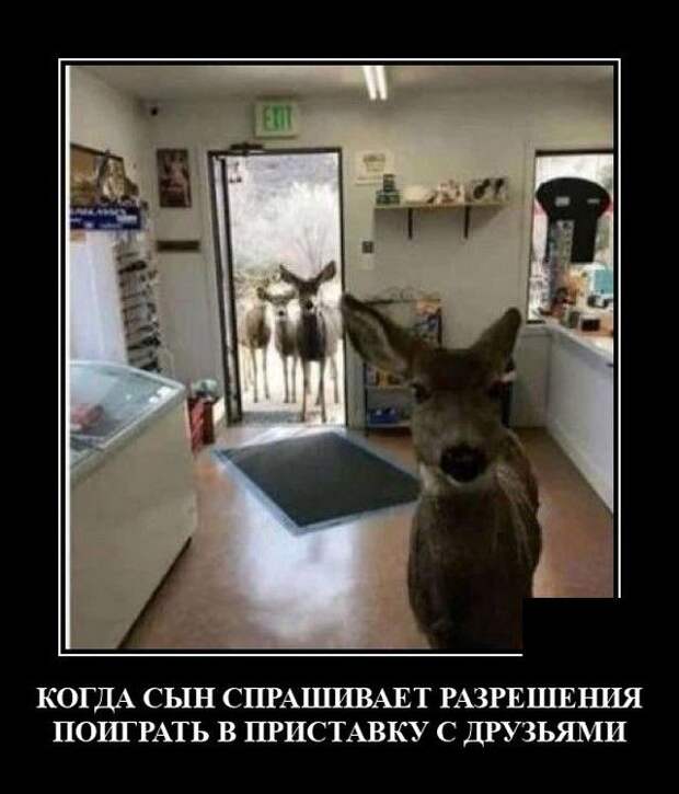 demotivatory-demotivator-smeshnye-demotivatory-demotivator-so-smyslom