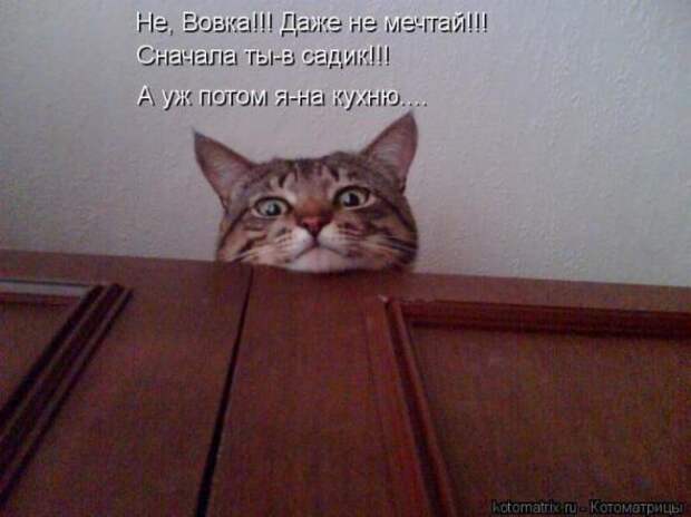 Котоматрицы(картинки с надписями)