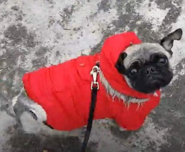 мопс Мопсик