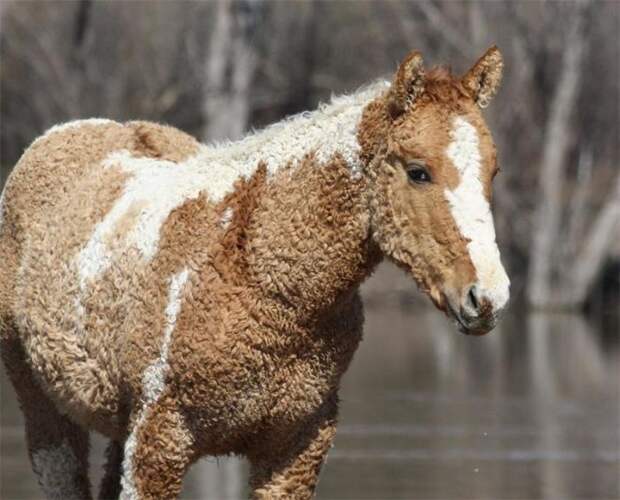 Порода лошадей, тюркско-монгольского происхождения.
