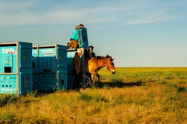 Дикий вид лошадей возвращается в казахские степи