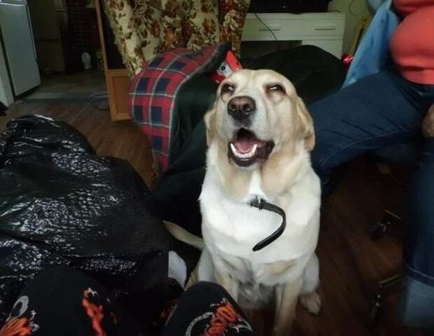 zhivotnye-chihayuschie-kartinki-koshki-sobaki-smeshnye-zhivotnye-kote