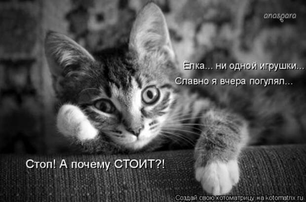 Новая котоматрица для всех! (36 фото)