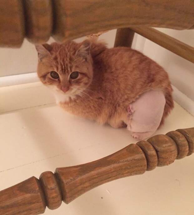 Без кота и жизнь не та