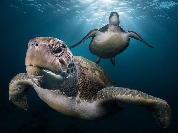 Лучшие фотографии от National Geographic июня 2016 года