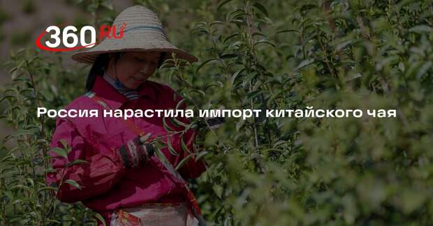 РИА «Новости»: Россия в феврале нарастила импорт китайского чая на 40%