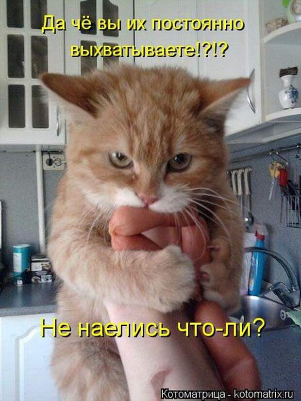 Котоматрицы(картинки с надписями)