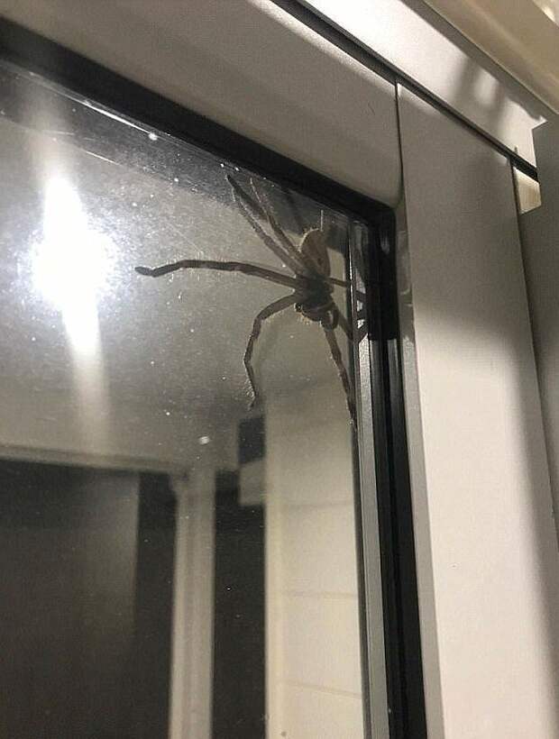 Гигантский паук напугал жителя Сиднея австралийская фауна, австралия, животное, нежданная встреча, непрошеные гости, паук, паук-охотник, сидней