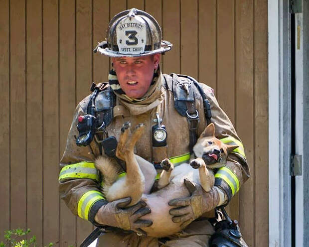 firefighters-rescuing-animals-saving-pets-18-5729da9ca8794__605