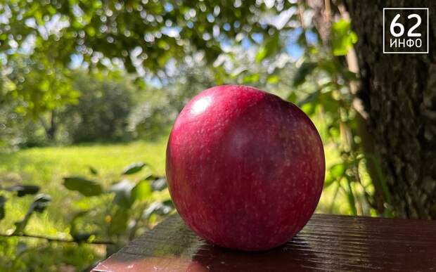 "Васюган" и "Конфетное": рязанцам назвали сомнительные сорта саженцев яблонь