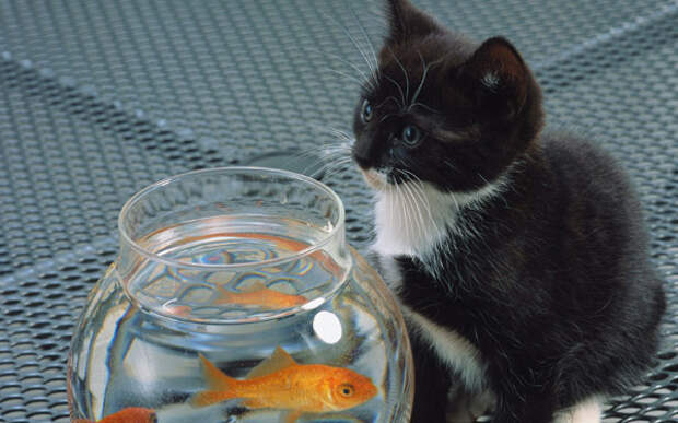 Котенок и аквариумная рыбка, фото фотография новости о животных