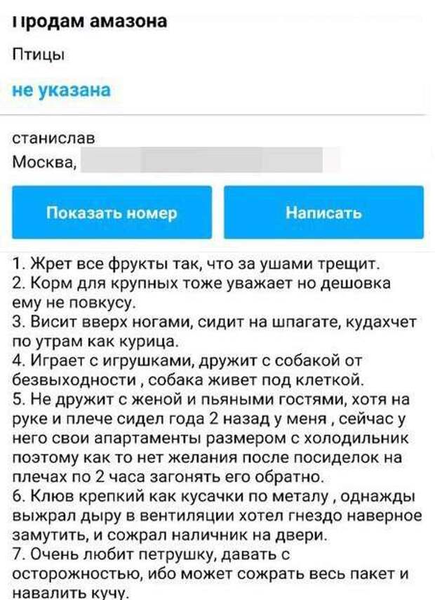 Смешное объявление о продаже попугая