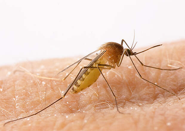 На фото показан комар-пискун