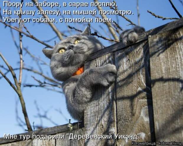 Свежая котоматрица для всех (33 фото)