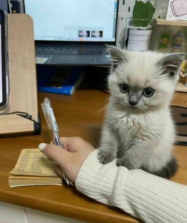 Смешные кадры с животными, которые поднимут настрой