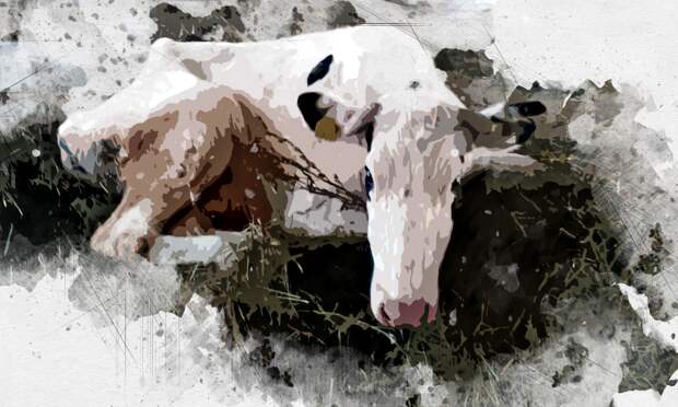 В орловском племзаводе вместо сотен коров обнаружили двух истощённых бурёнок