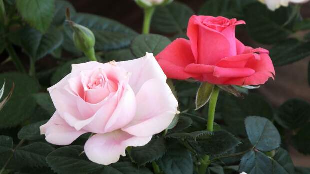 Как подготовить саженец розы к посадке: от замачивания до обрезки корней