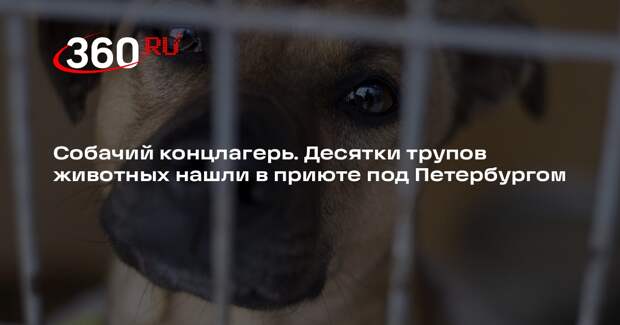 Mash: более 40 тел животных нашли в приюте «Островок надежды» в Ленобласти