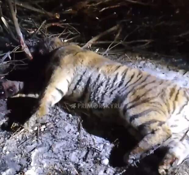 Восьмого тигра отловили в Приморском крае с начала 2026 года