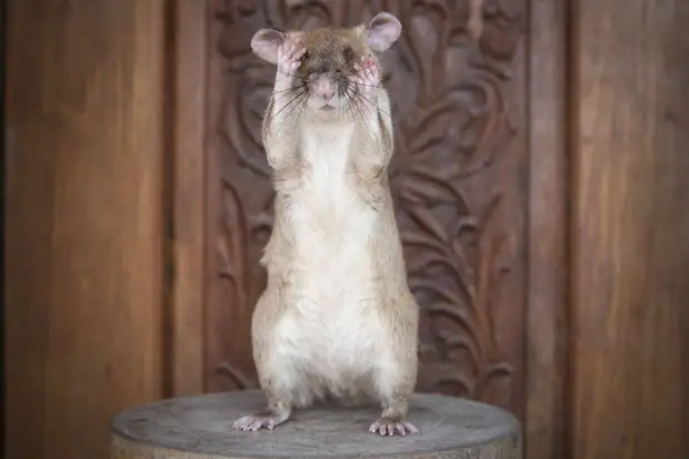 Героическая крыса впервые в истории получила высшую награду Великобритании