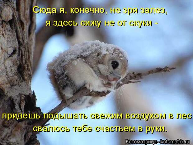 Новые котоматрицы с классным задором (30 фото) Новые котоматрицы с классным задором (30 фото)