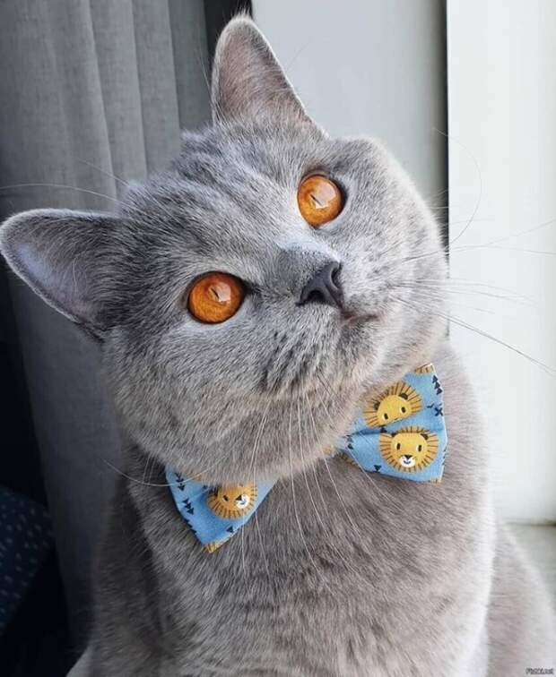 75196d7de3da076f3a9c661fd02dc099 (574x700, 245Kb)