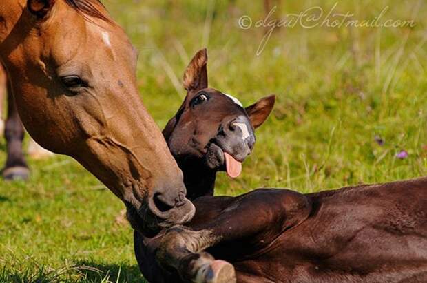 Красота лошади в фотографиях Ольги Итиной