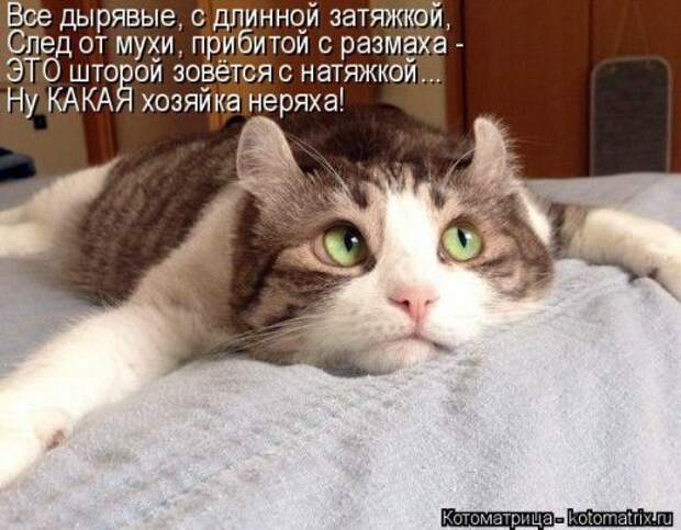 Отличная котоматрица на Бугаге (35 фото)