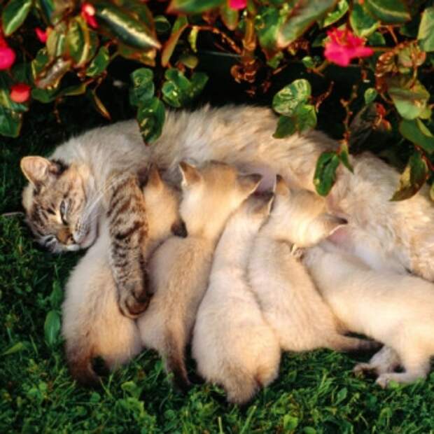 Кот или кошка: какого пола животное завести?