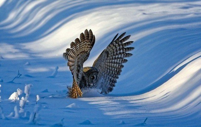 Эти забавные животные животные, фото, юмор
