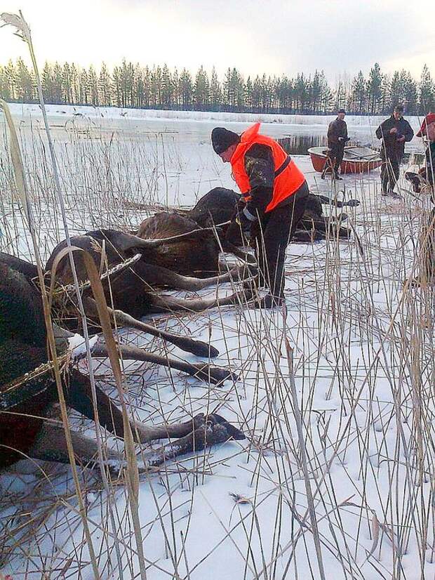 В Финляндии утонуло целое стадо лосей