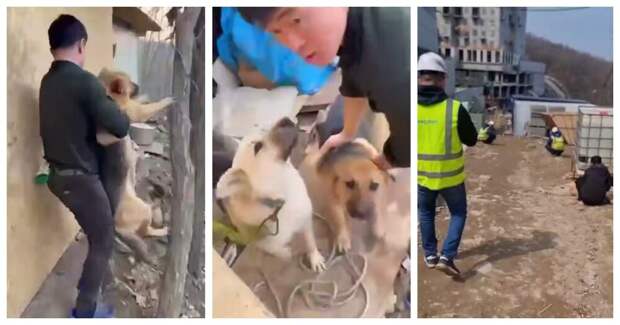 Активист решил, что корейские рабочие едят собак на стройке во Владивостоке