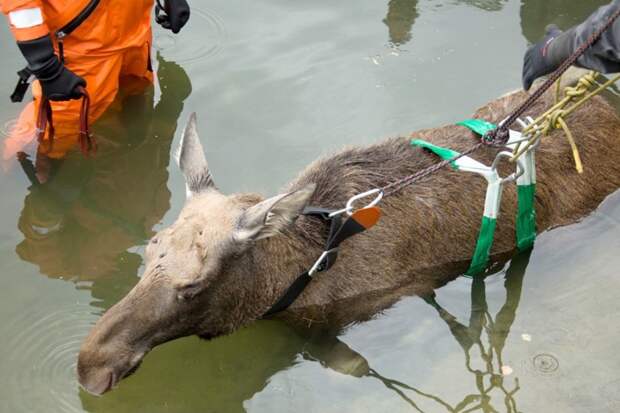 В Москве несколько часов ловили дикого лося