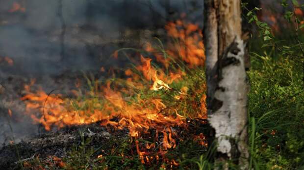 В лесах Нижегородской области ожидается высокая пожароопасность