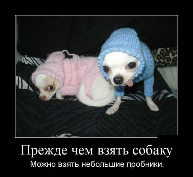 Демотиваторы