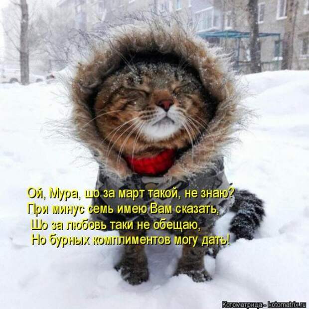 Отличная котоматрица на Бугаге (35 фото)
